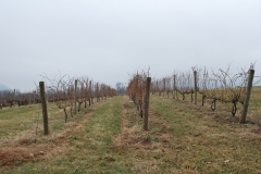 The Vineyard at Hunters Valley