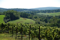 The Vineyard From www.galenglen.com